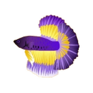 Amethyst Fantail Betta